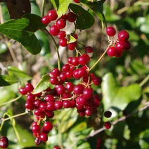 Sarsaparilla (smilax extract), also called greenbrier, a tendril-like, evergreen bush