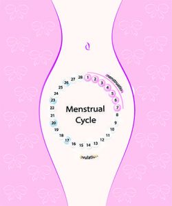 Fertility, Cycle