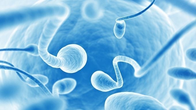 Boosting Male Fertility With Food