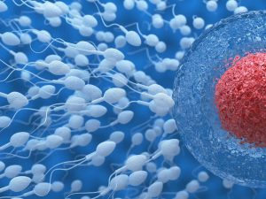 The Many Roles of L-arginine in Male Fertility 1