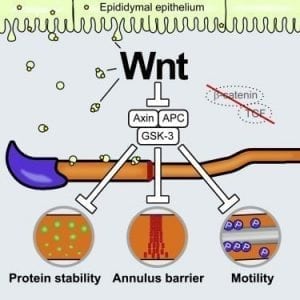 Male Fertility Regulation Through Wnt Signaling