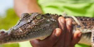 Crocodile Sperm and its Significance for Male Fertility 1