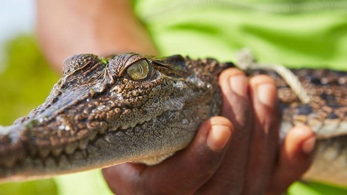 Crocodile Sperm and its Significance for Male Fertility