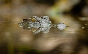 Crocodile Sperm and its Significance for Male Fertility