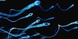 Sperm Binding Beads: A Future Fertility Aid 1
