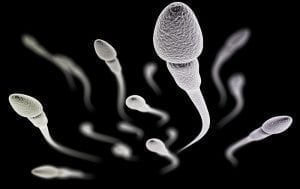 Sperm Binding Beads: A Future Fertility Aid