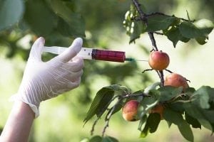 GMO, a Cause of Infertility