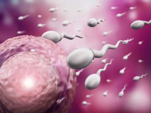 The Role of Chronobiology in Fertility