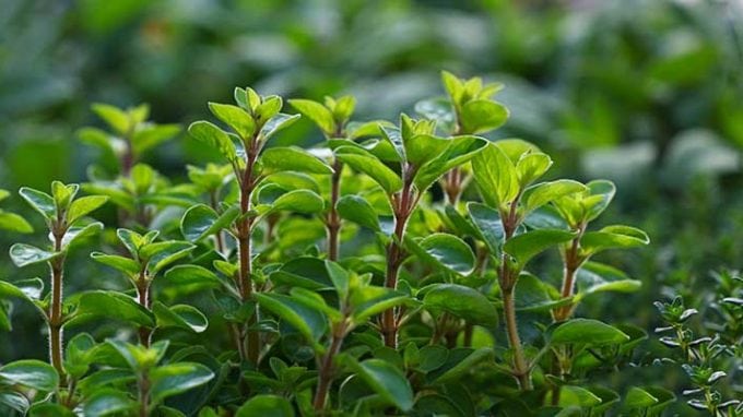 Marjoram and Fertility: Natural, Safe and Effective 