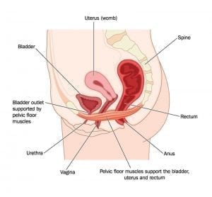 Pelvic Floor Dysfunction and Fertility 