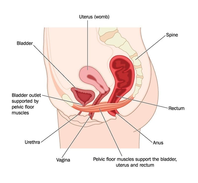 Pelvic Floor Dysfunction And Fertility Fertilitytips Com