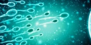 Reproductive Tract Inflammation, Infection, and Male Infertility  1