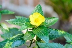 Damiana: A Medicinal Plant to Improve fertility