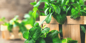 Spearmint to Help Balance Female Fertility Hormones, Extra Aid With PCOS