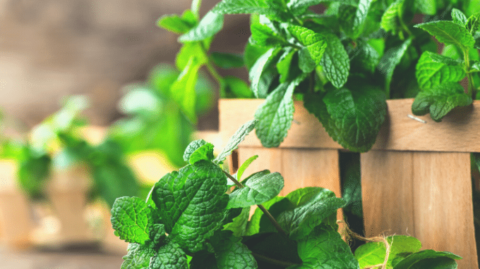 Spearmint to Help Balance Female Fertility Hormones, Extra Aid With PCOS