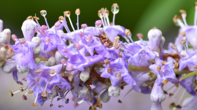 Fertility Benefits of Vitex for Women