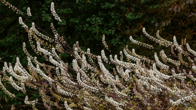 Does Black Cohosh Help with PCOS and Fertility?