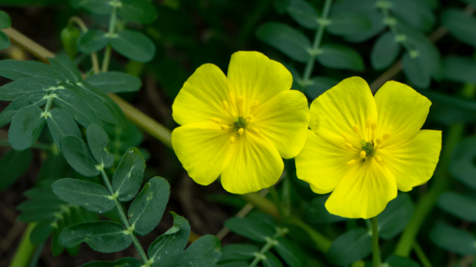 Tribulus Terrestris and Its Role in Male Fertility