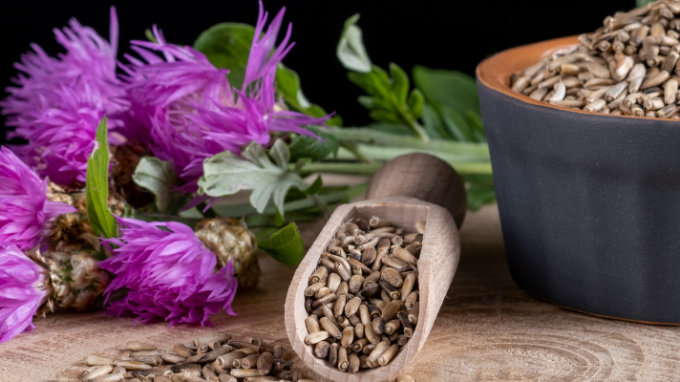 Milk Thistle to Improve Male and Female Fertility