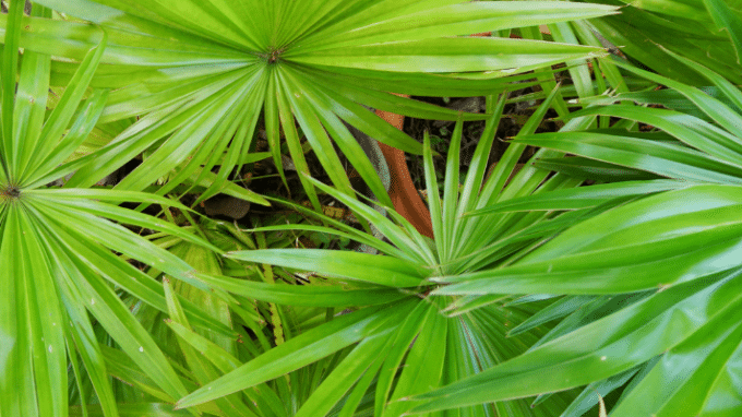 Saw Palmetto for Improved Male and Female Fertility