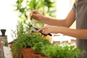 Using Rosemary for Improving Female Fertility 1