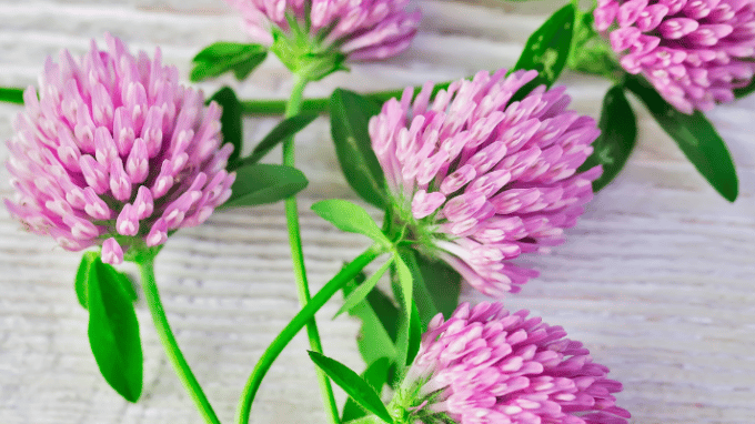 Red Clover: A Natural Fertility Booster