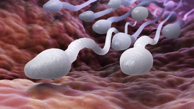 Why Sperm Production Does Not Work and How Intact Sperm Can Be Identified