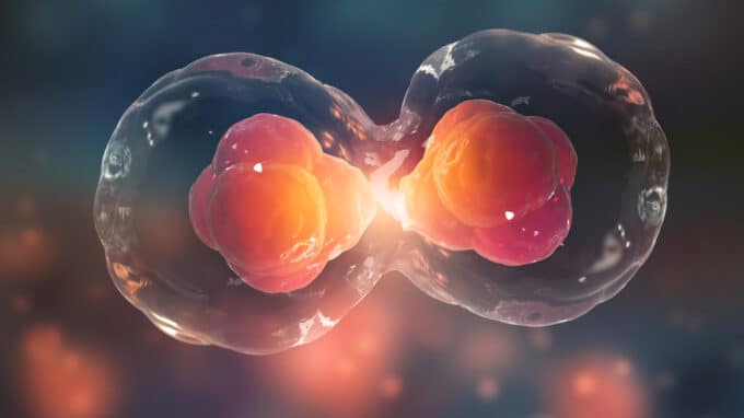 Researchers Uncover the Secrets of Cell Division in Embryos