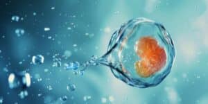 How DNA Organizes Itself in the Early Embryo