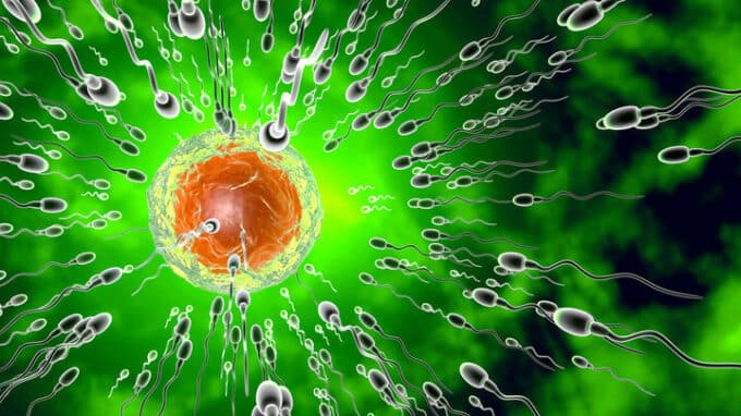A Genetic Factor Helps Sperm Outcompete Their Rivals