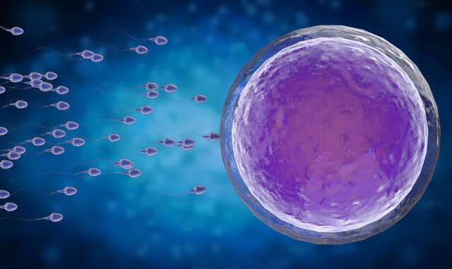 Nature's Longevity Trick: How Human Egg Cells Stay Fresh for 50 Years