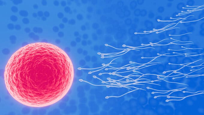 Newly Discovered Molecular “Switch” Boosts Sperm Performance and Could Revolutionize Contraception for Men